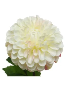 Dahlia oksa 75cm