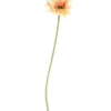 Gerbera tekokukka