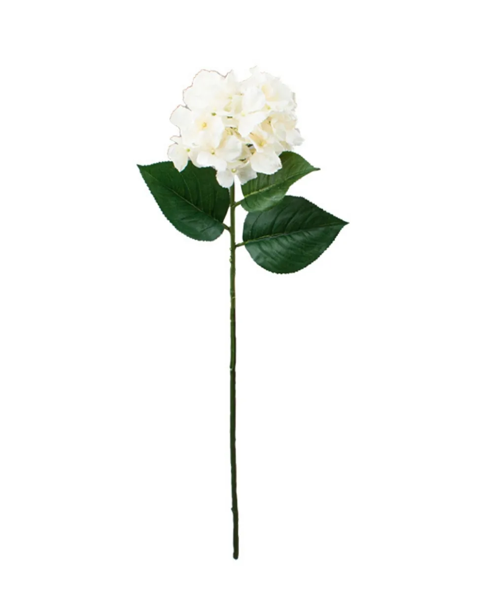 Hortensia kerma