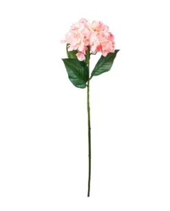 Hortensia pinkki