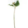 Hortensia tekokukka