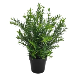 Koristeviherkasvi 35cm