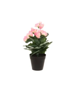 4living begonia vaaleanpun