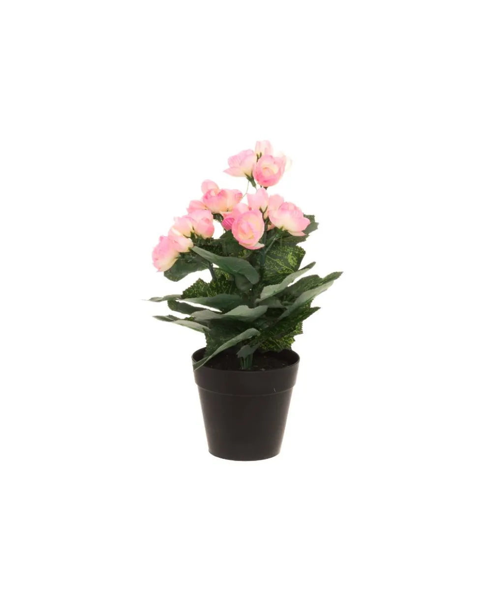 4living begonia vaaleanpun
