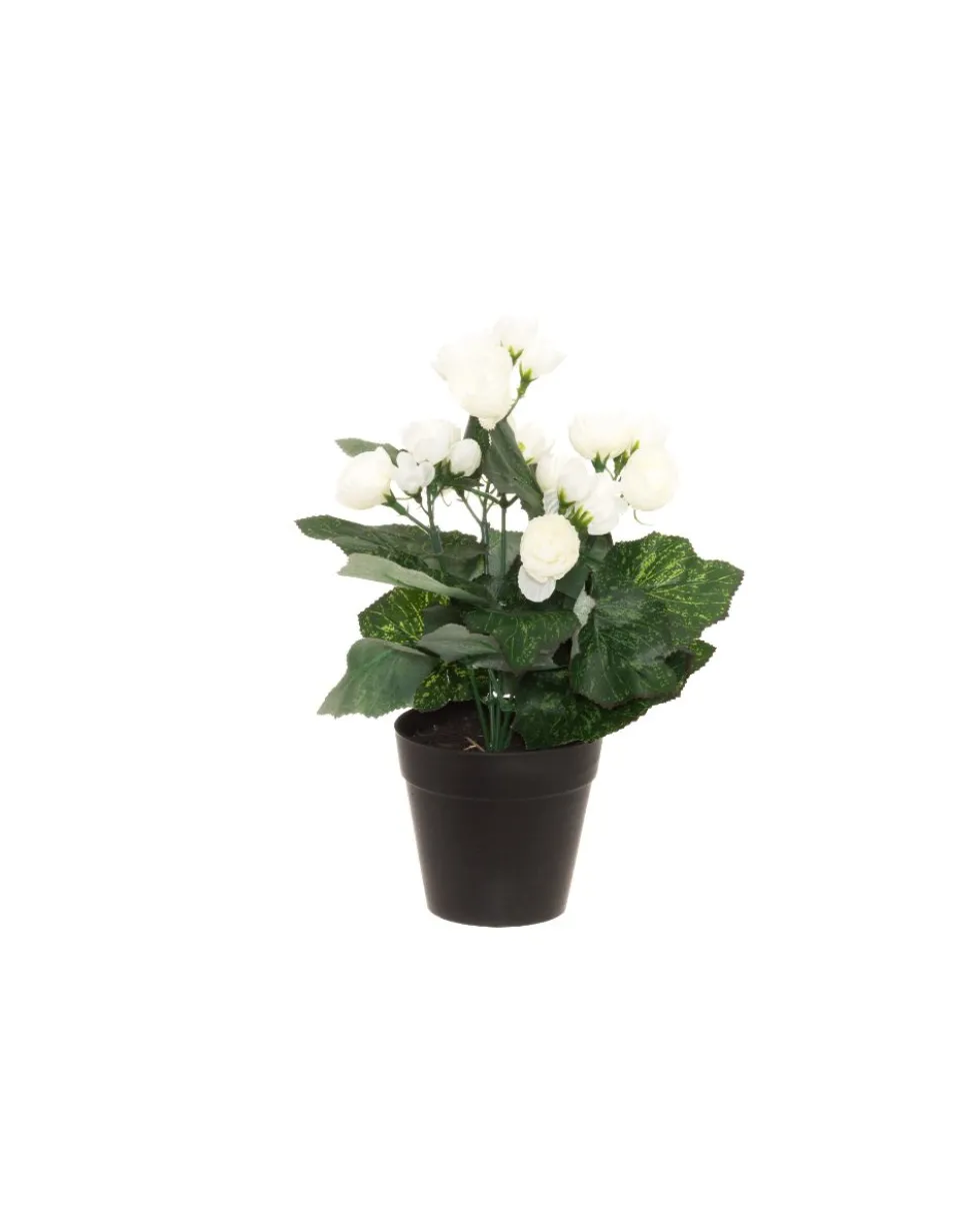4living begonia valkoinen