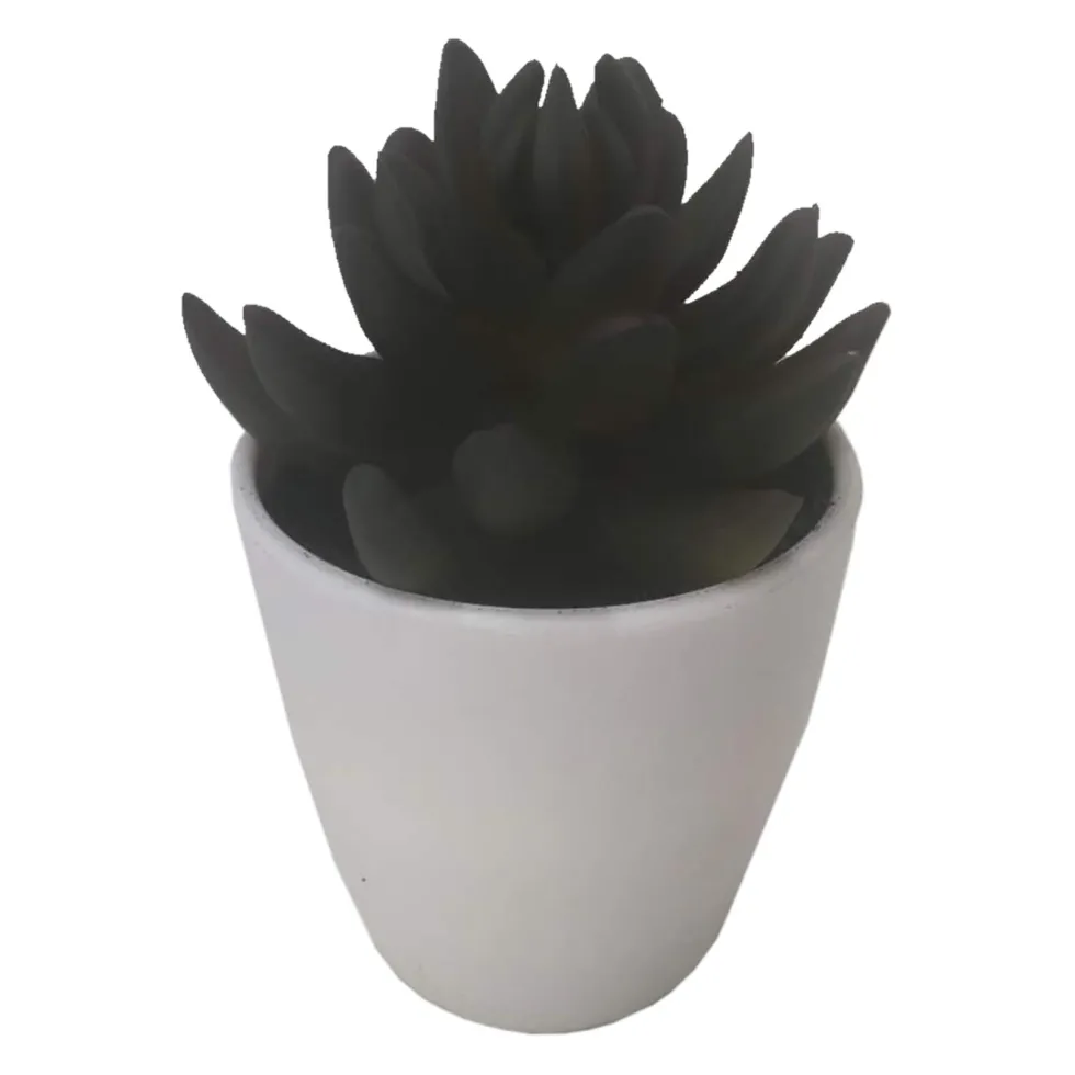 Mehikasvi valkoisessa ruukussa 15cm