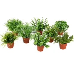 Miniviherkasvit mix 9-12cm