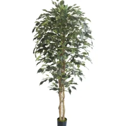 Tekokasvi Limoviikuna 210cm