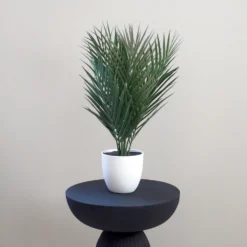 Tekokasvi Pikkupalmu ruukussa 50cm