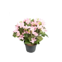 Tekokukka Campanula ruukussa 25cm roosa